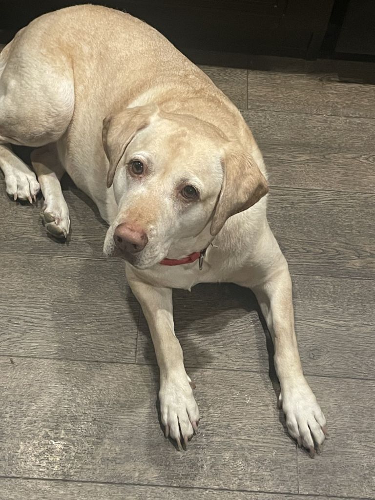 Zoe Rickert-Merrill Profile Photo