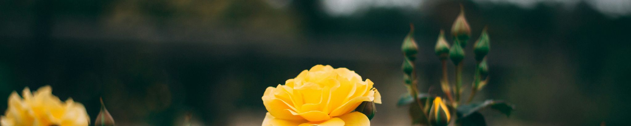Cover photo for Peggy Frances Guigue's Obituary