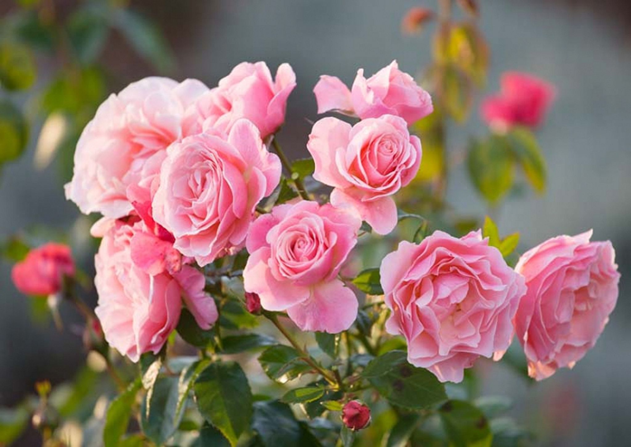 Cover photo for Renda Smith Thomas's Obituary