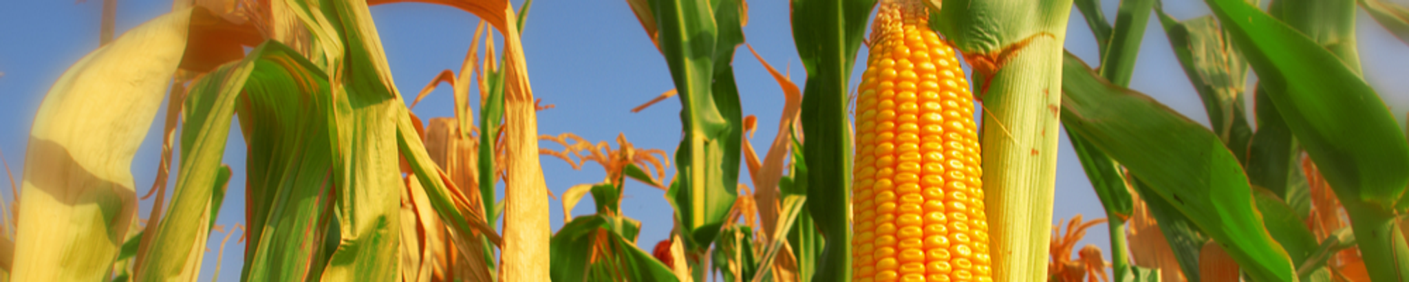 Cover photo for Donald Francis Haller's Obituary