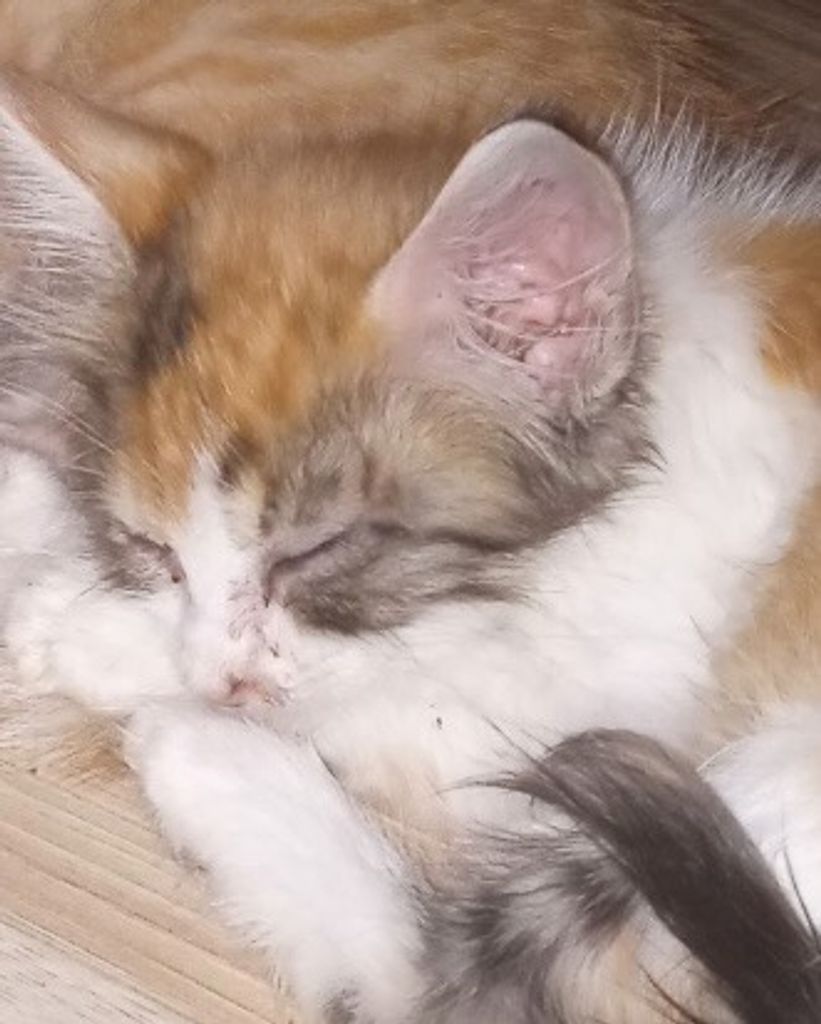 Oakley 🖤 Profile Photo