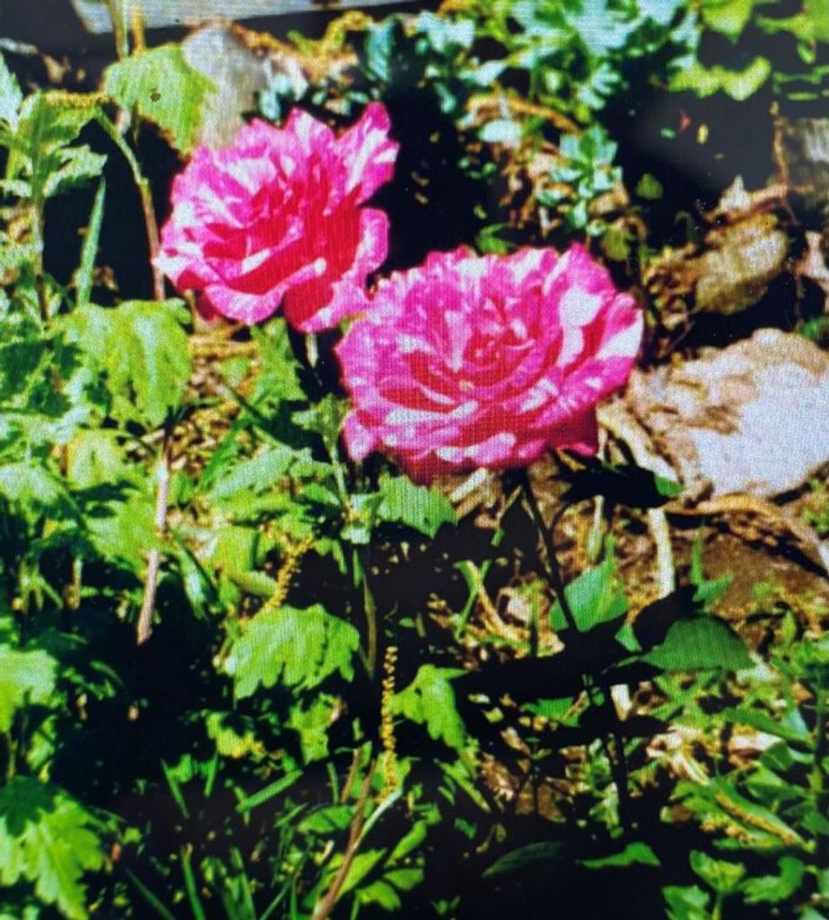 Charlotte Louise (Henderson)  Herold