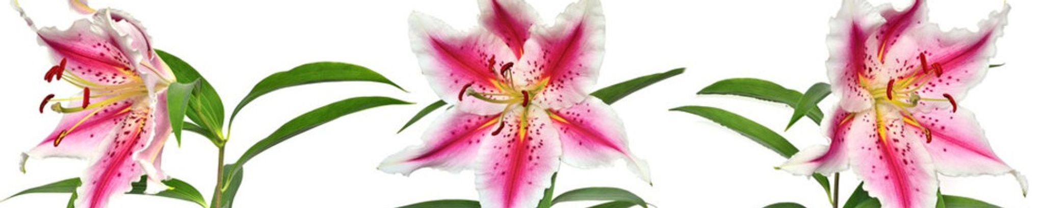 Cover photo for Christie Butler's Obituary
