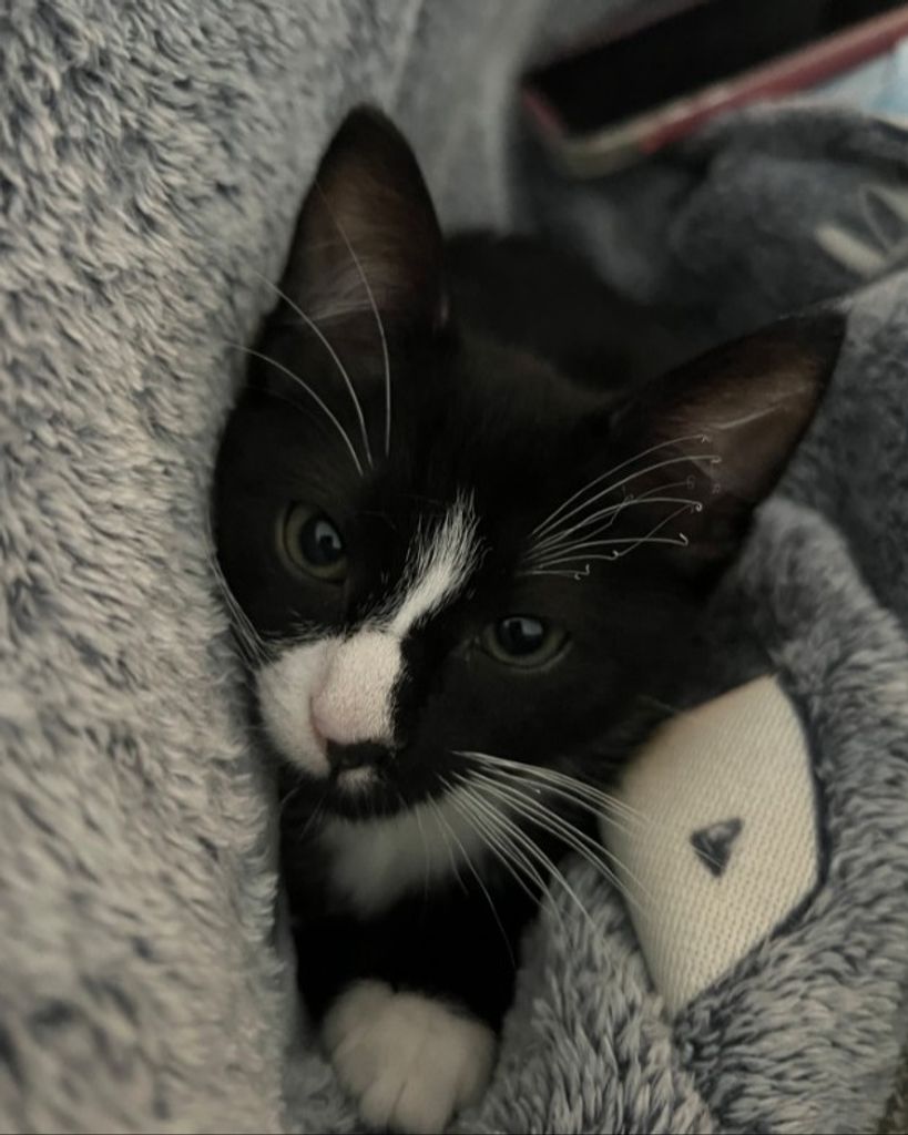Peanut Dorch