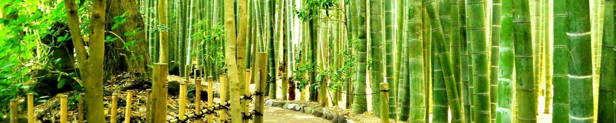 Cover for Clara Trent's Obituary