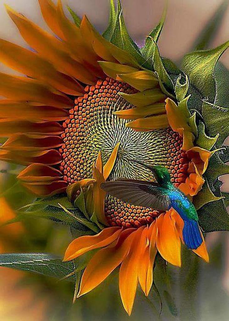 Wanda (Shanafelt)  Rodgers