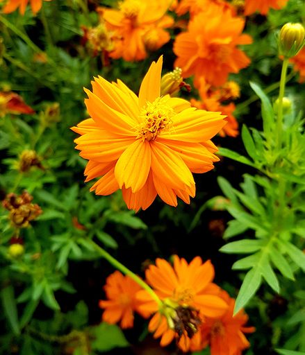 Tammy Lynn Sweet's obituary image