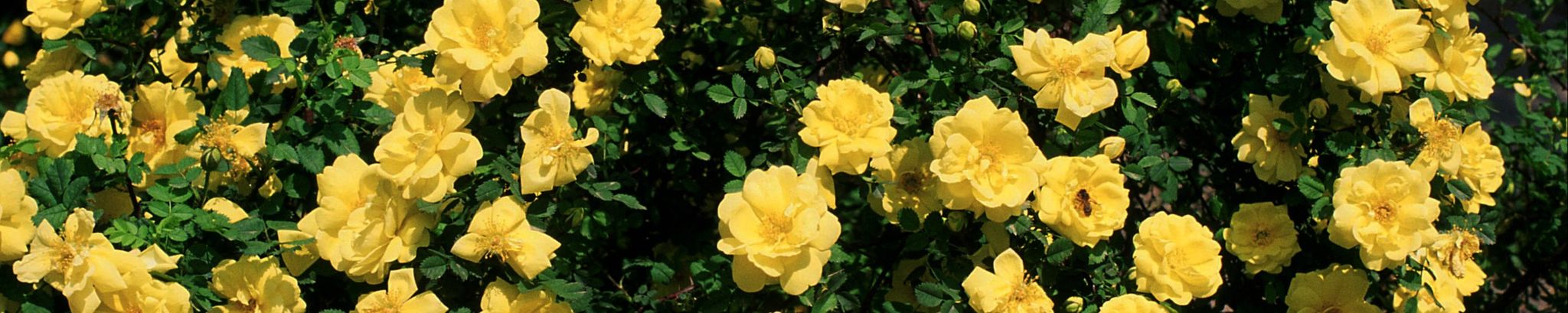 Cover photo for Martha D. "Marti" Lester's Obituary