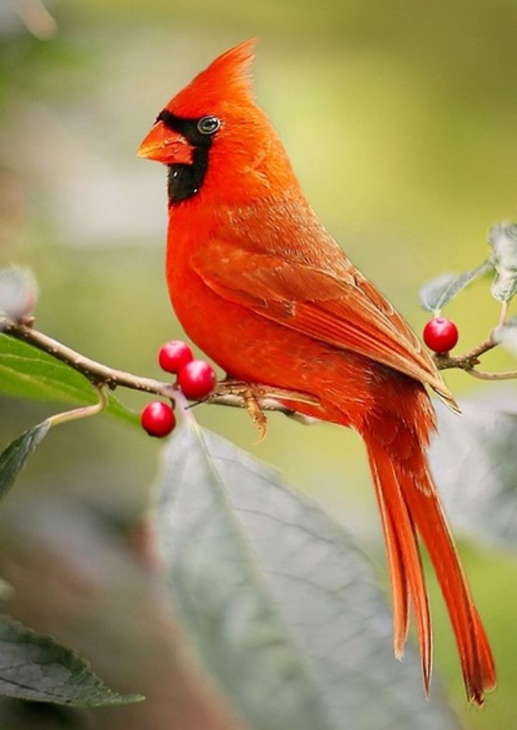 Alma Mae Glenn Profile Photo