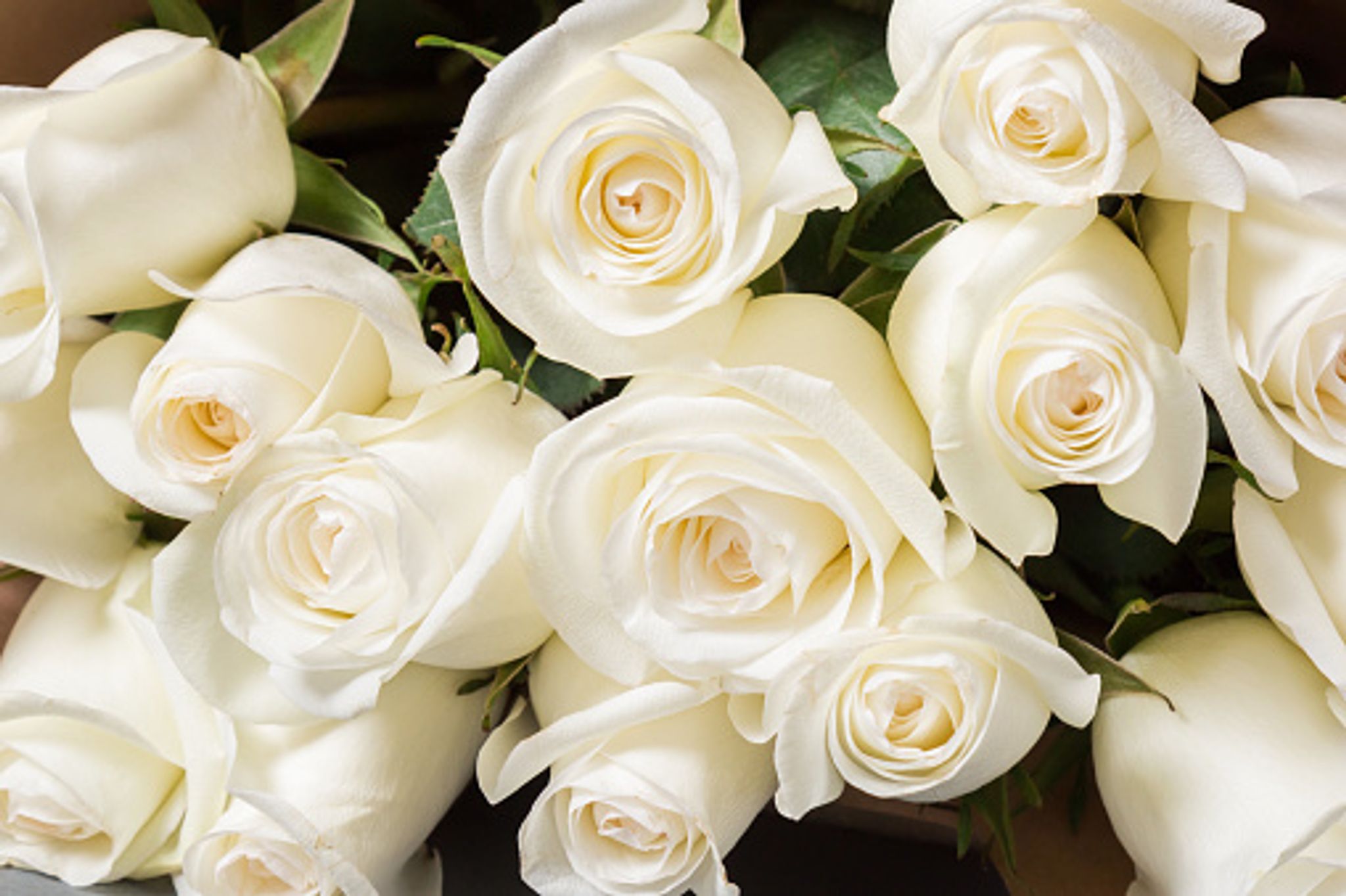 Cover for Jacqueline L. Briggs's Obituary