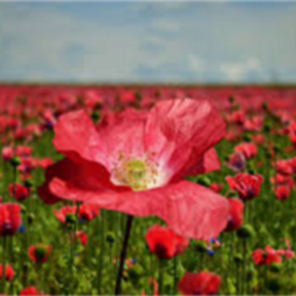 Barbara Louise Marlatt