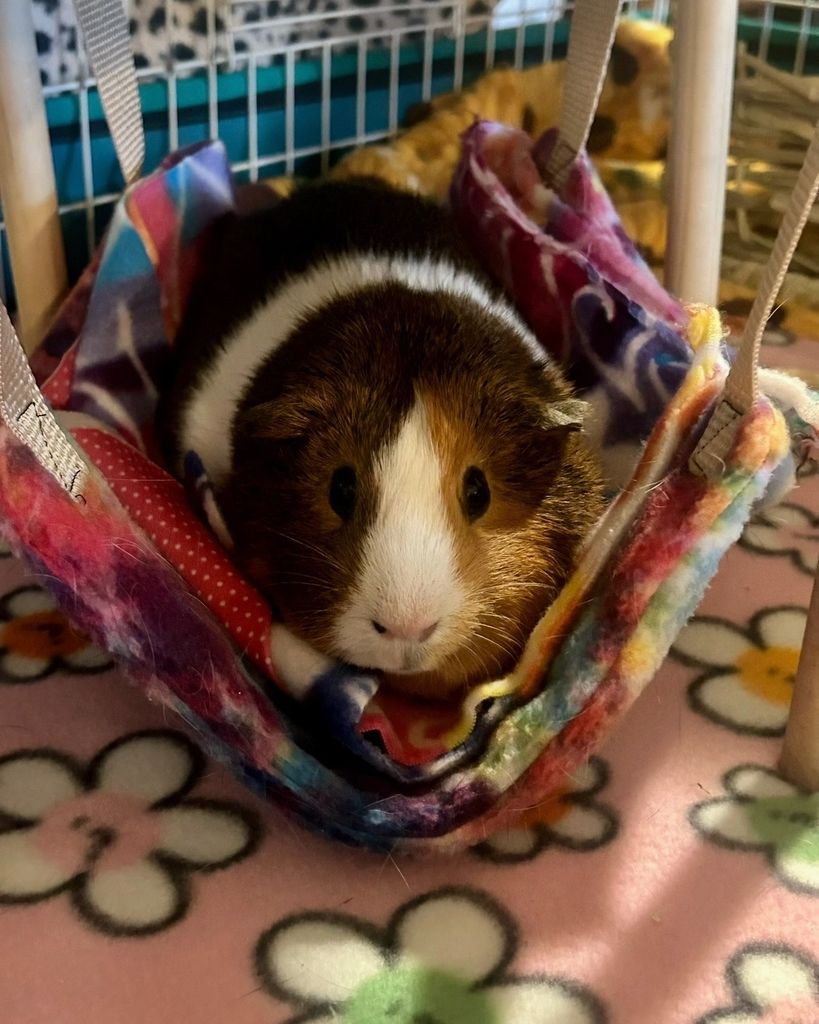 Peanut Butter Profile Photo