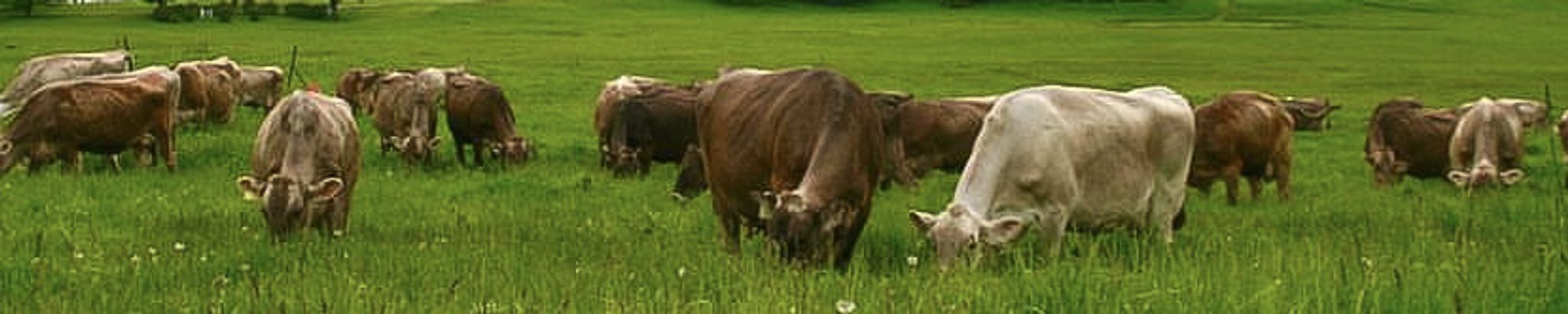 Cover for Dr. Ernest William Brown's Obituary