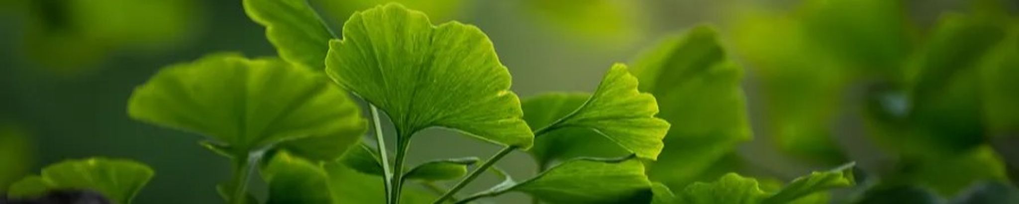 Cover photo for Sarah Leigh Gerber's Obituary
