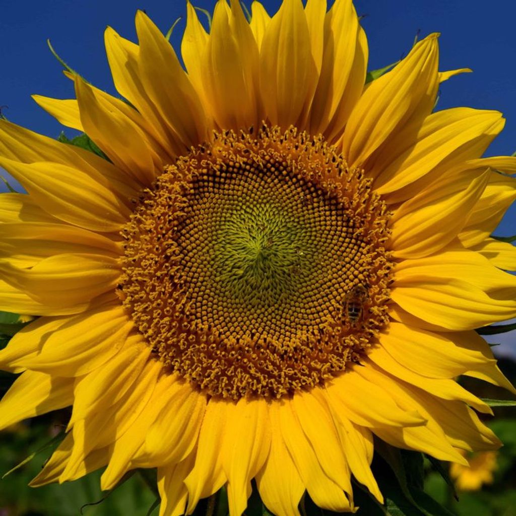 Earnest Shaw Profile Photo