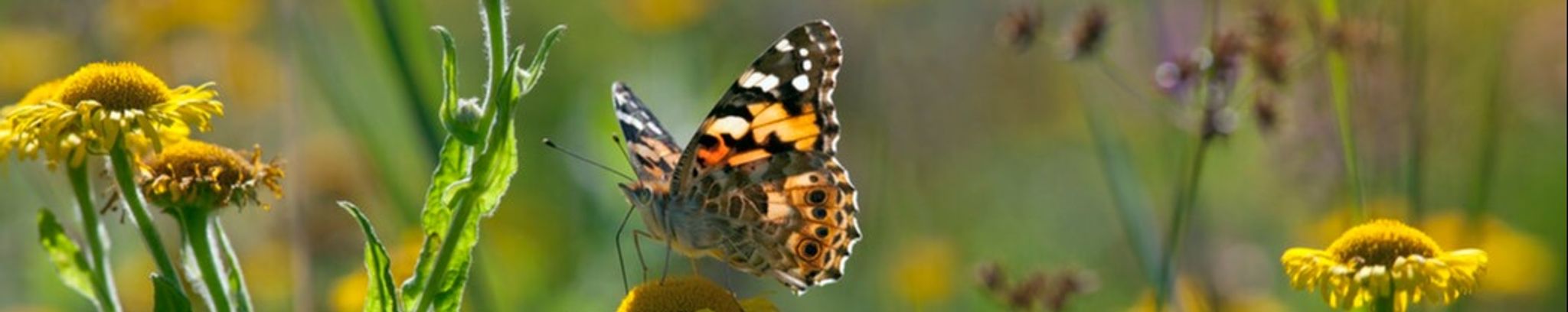 Cover photo for Donna Marie Kestel's Obituary
