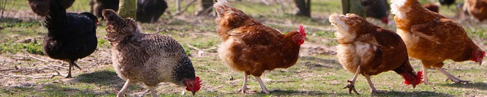 Cover photo for Iona Tenter's Obituary