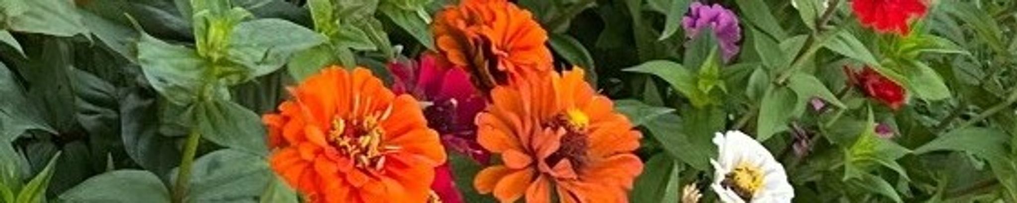 Cover photo for Darlene Joy Kimball's Obituary