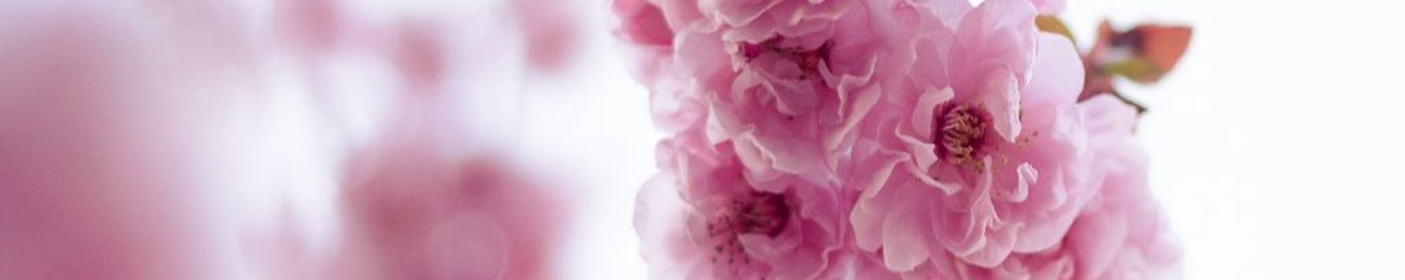 Cover photo for Alicia Carey Larsen's Obituary