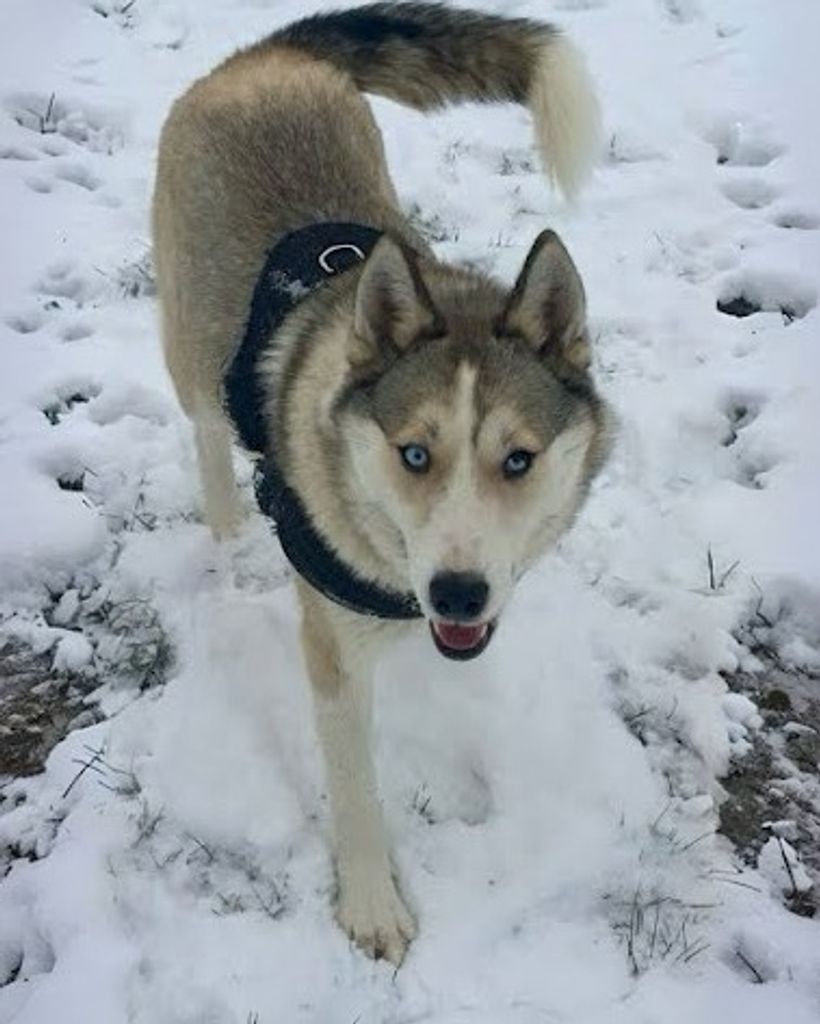 Rolo Tackett