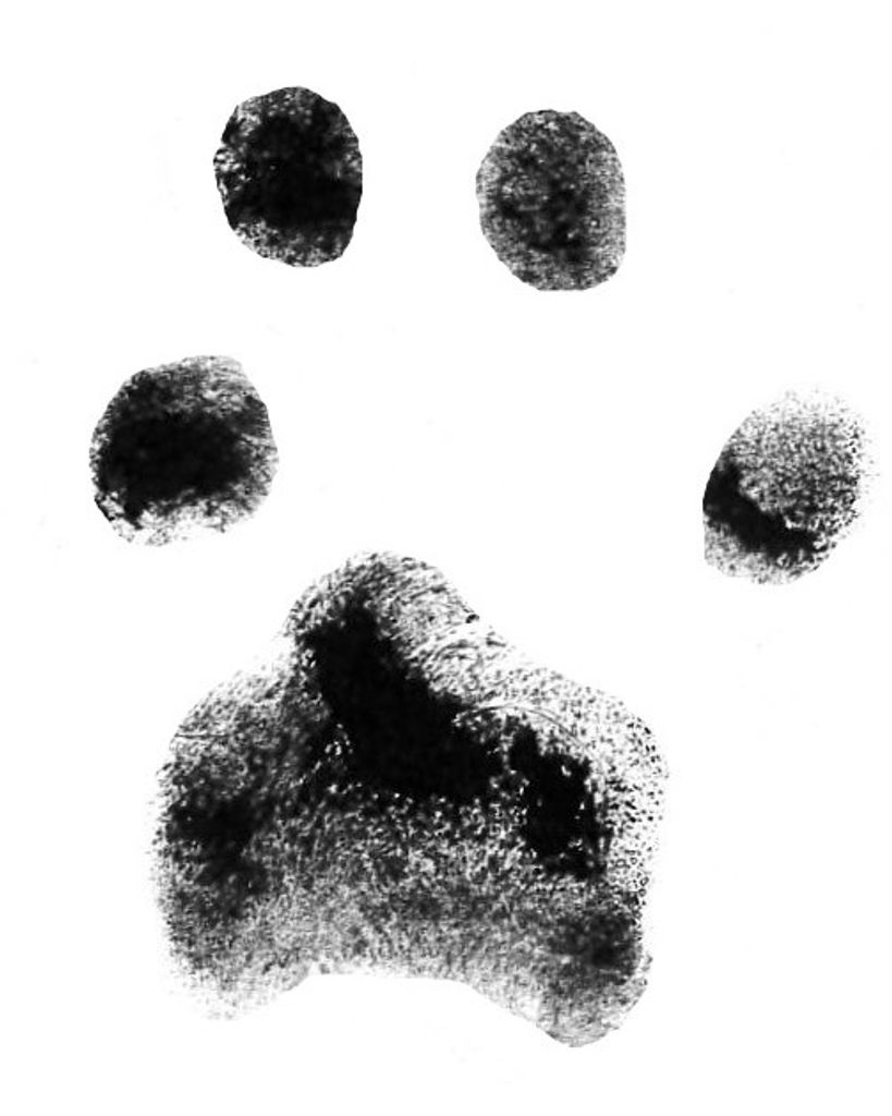 OlBig McGee Profile Photo