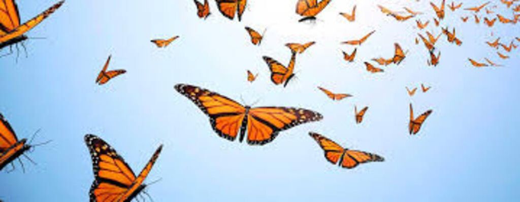 Reba Ann Melton Stone Profile Photo