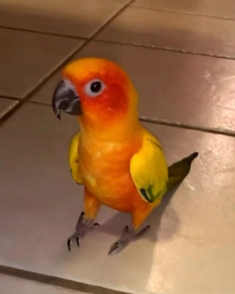 Romeo ♥