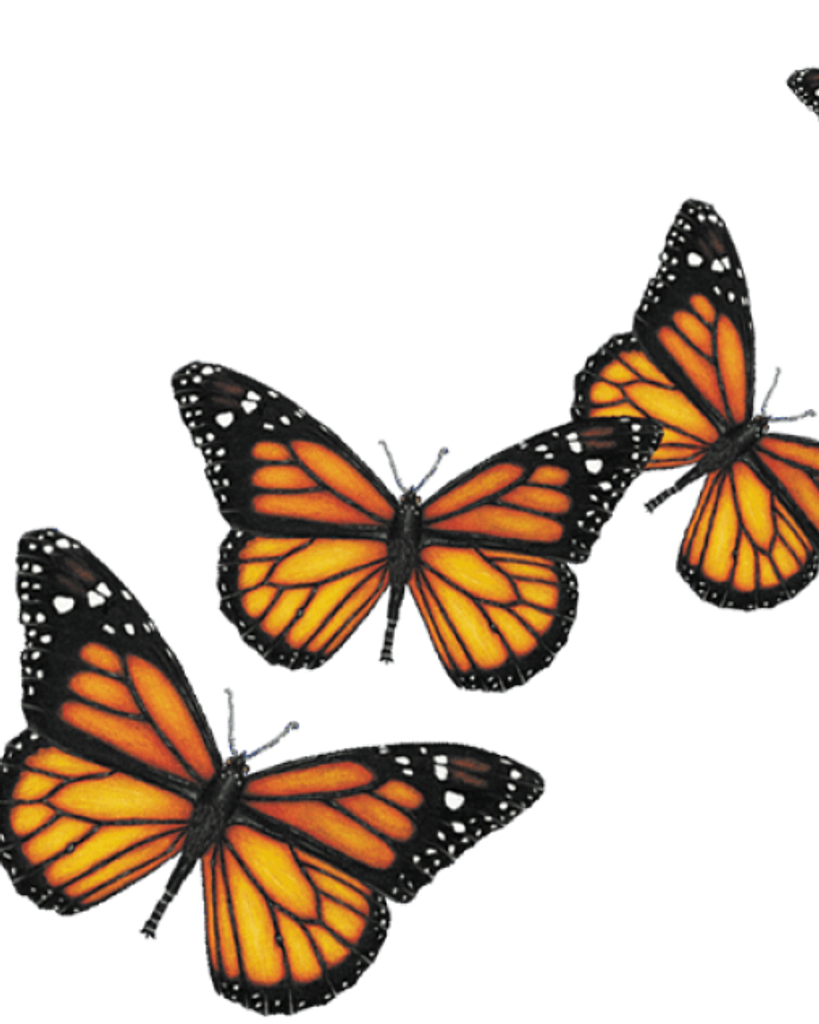 Butterfly Release