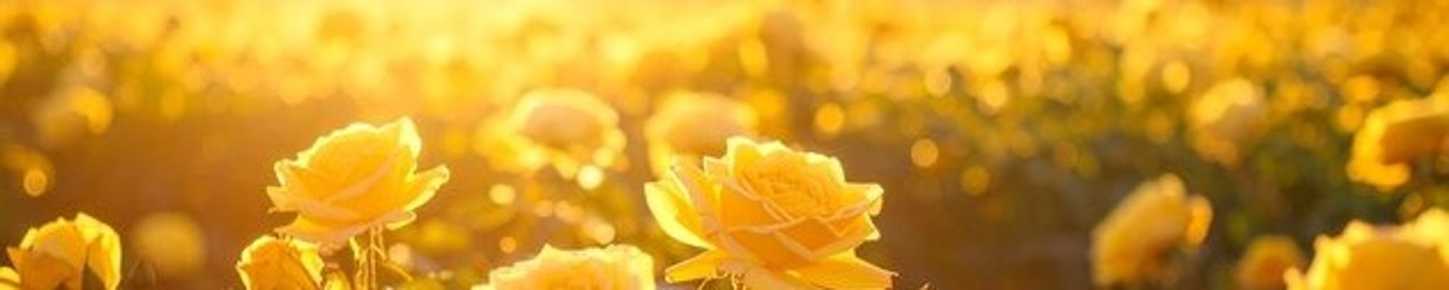 Cover for Sheila Kroll's Obituary