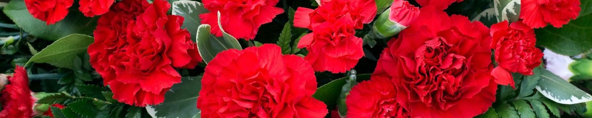 Cover for Judy M Van Cleave's Obituary