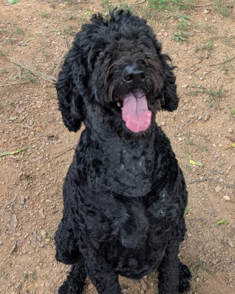 Baloo the Labradoodle Profile Photo