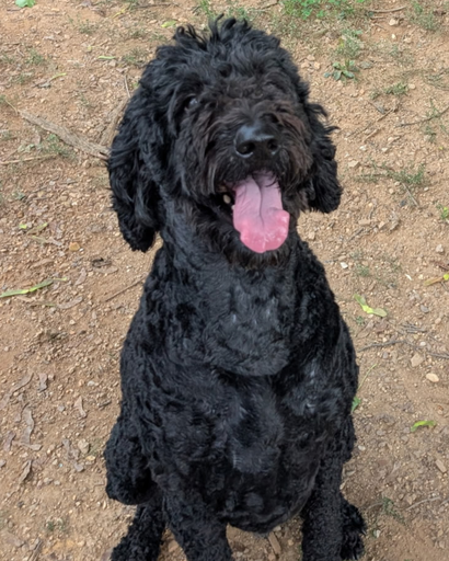 Baloo the Goldendoodle's obituary image