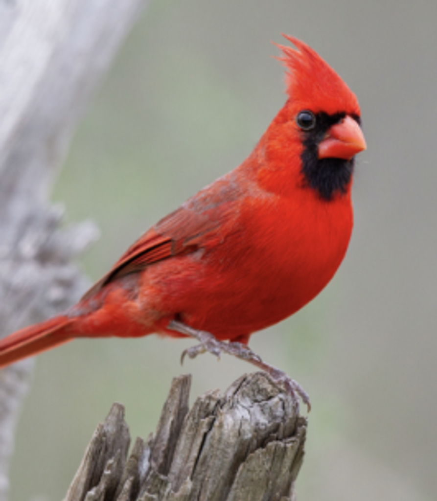 Dawn "Renea" Nichols