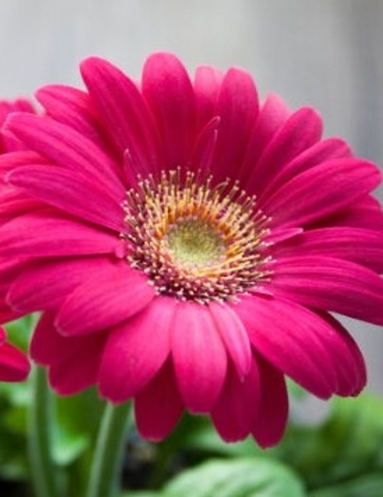 Lynne Brown Profile Photo