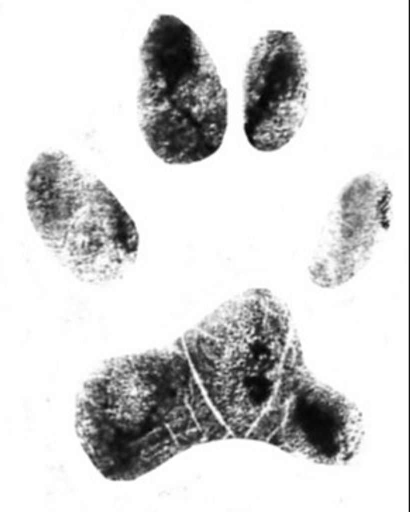 Hank Trinkle Profile Photo