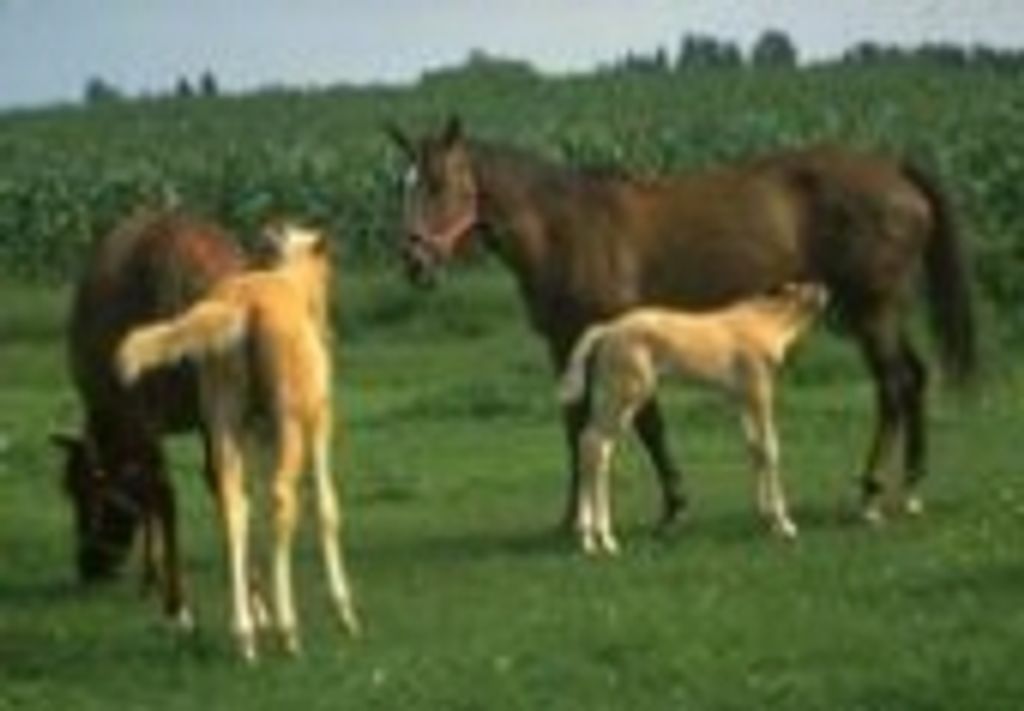 William "Bill" R. Robertson