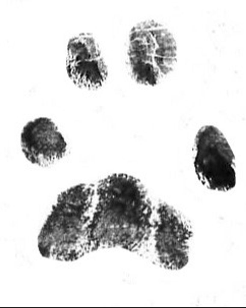 Diego White Profile Photo