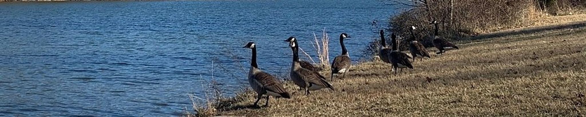 Cover for (Betty) Grace Bradley's Obituary