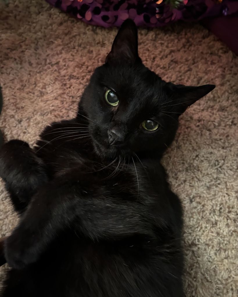 Frankenstein Hamman Profile Photo