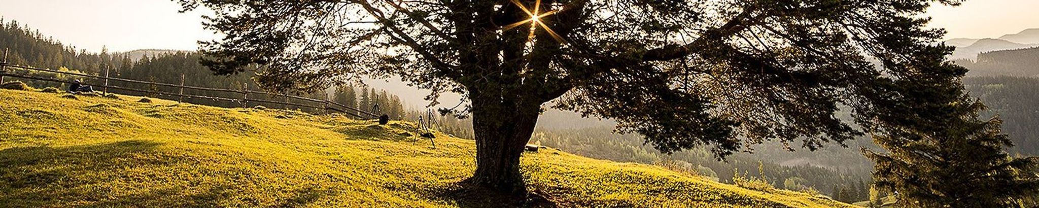 Cover for Julie A. Roccaforte's Obituary