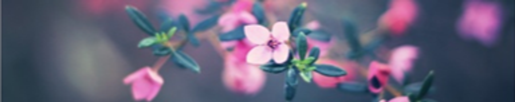 Cover photo for Kitty Barnes's Obituary