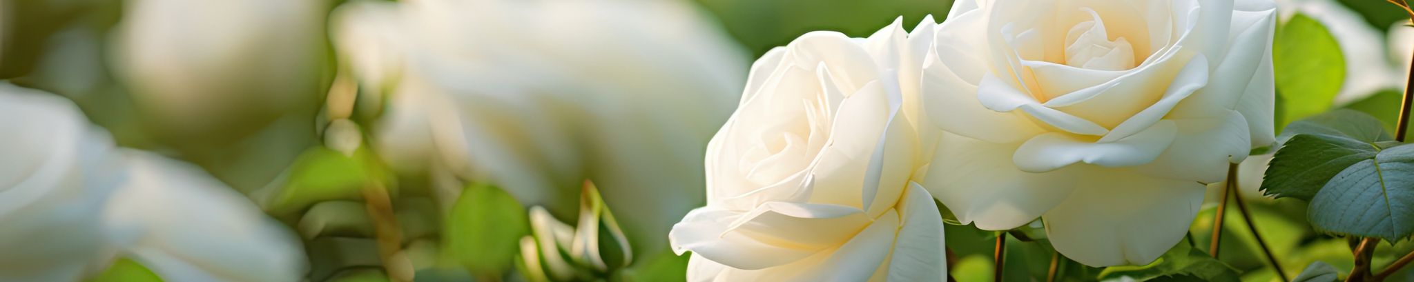 Cover for RosaElia Cortes Moran's Obituary