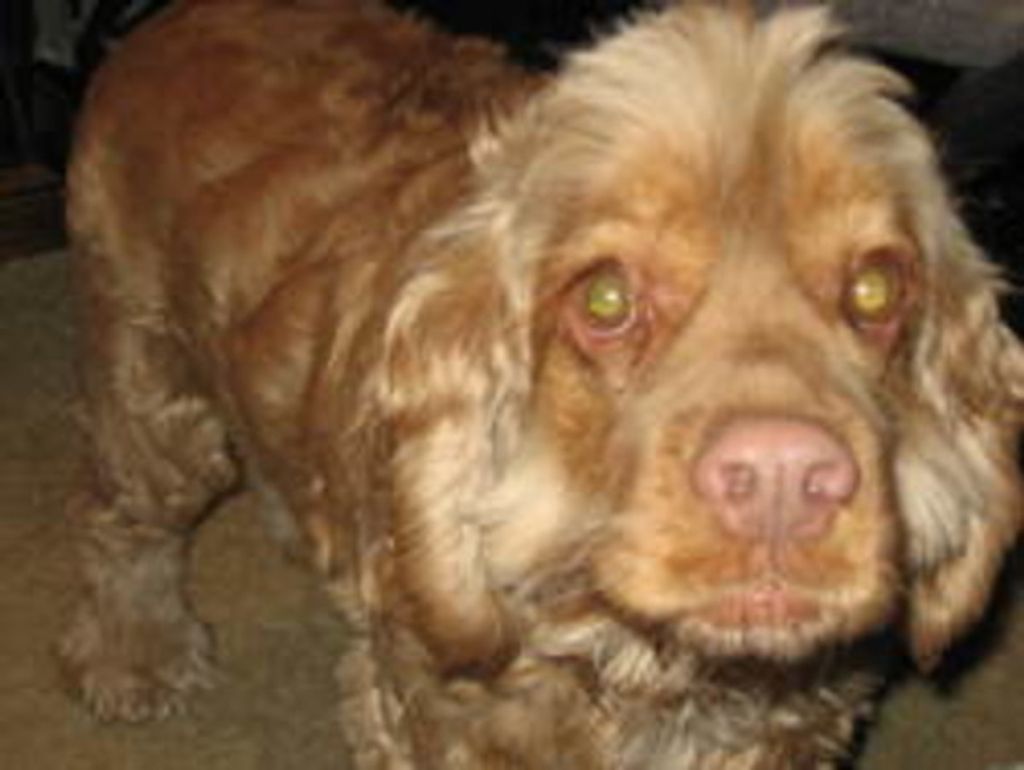 Brownie Ellis Profile Photo