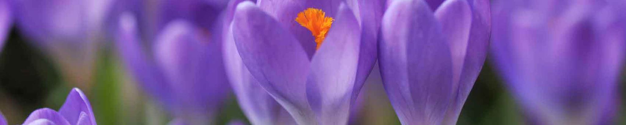 Cover for Mary Anne Bryant Barton's Obituary