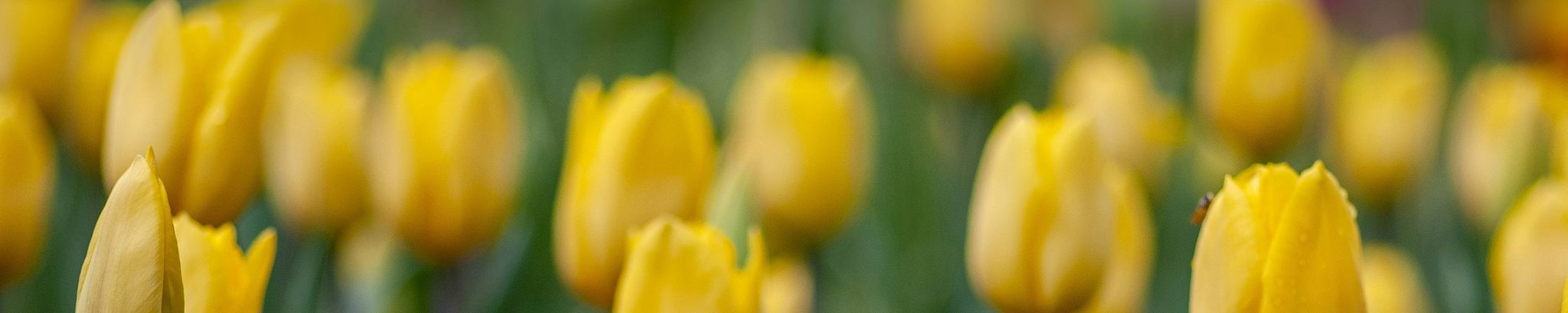 Cover photo for Judith Ann McCorkell's Obituary