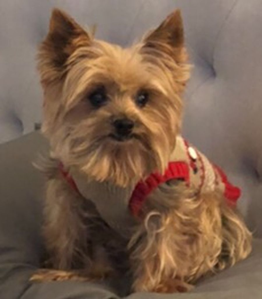 Muffins Ballantyne Profile Photo