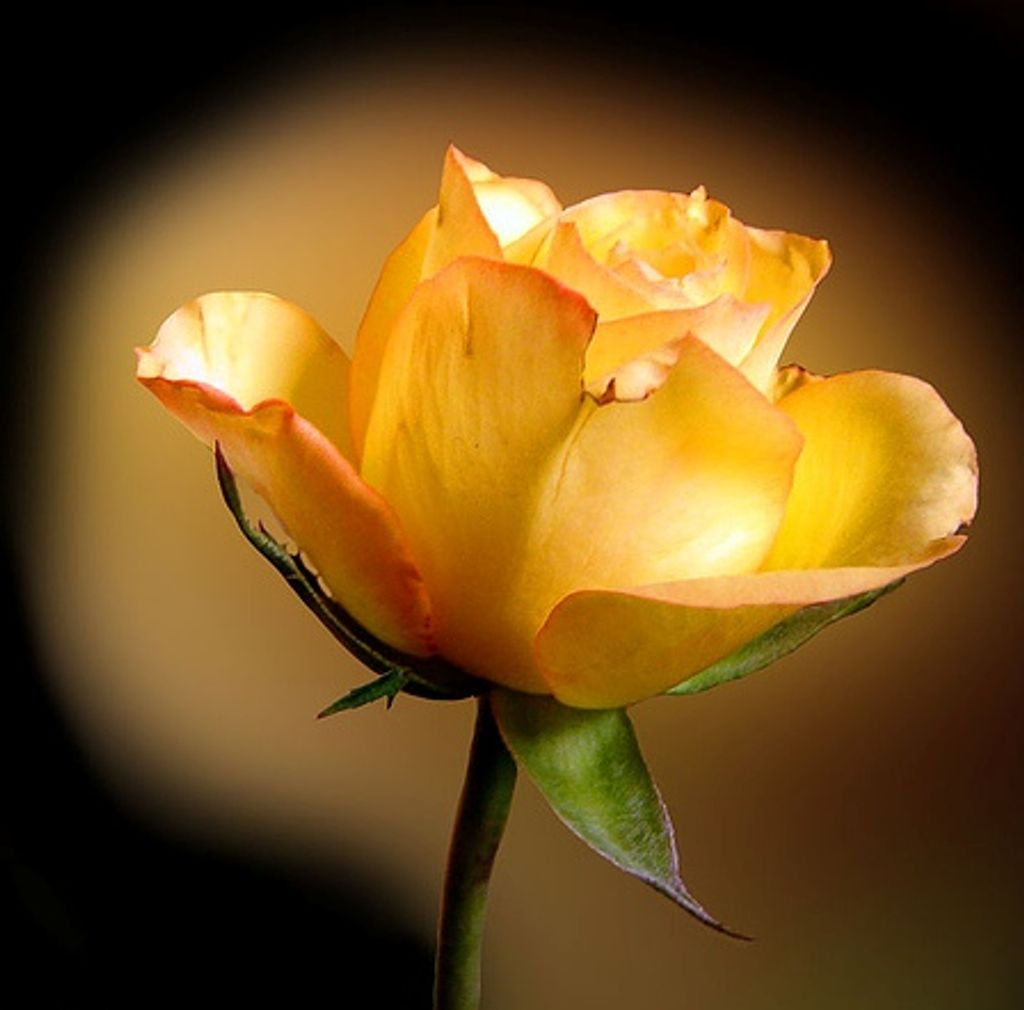 Emily Rushton Campbell