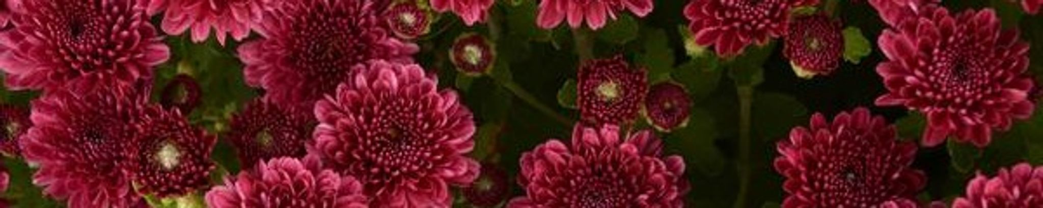 Cover photo for Mary Lou Jarman's Obituary