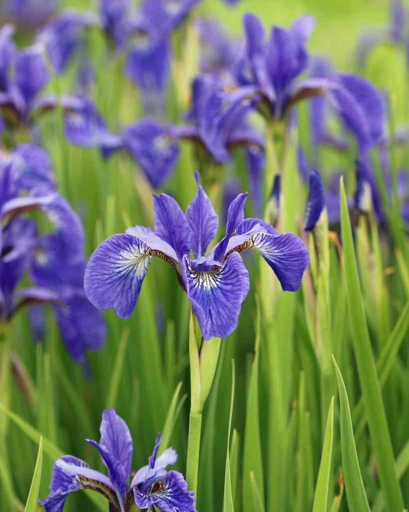 Shelley Louise Sheehy Profile Photo