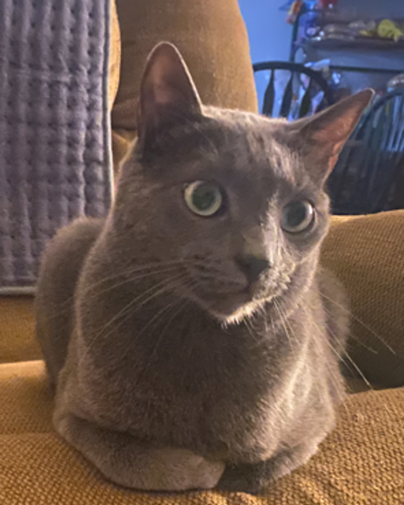 Squirt Johnston Profile Photo